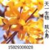 St.John's Wort Extract